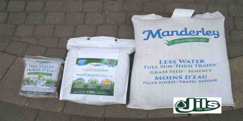 GRASS SEED